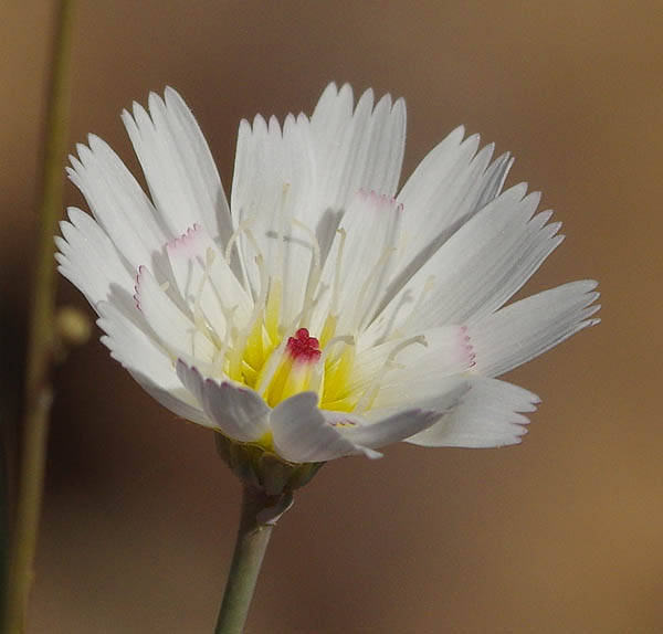  Atrichoseris platyphylla