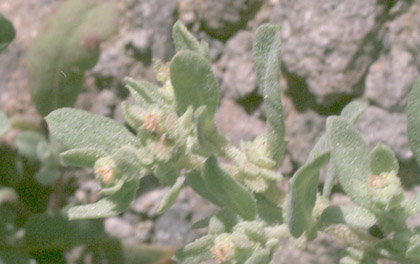  Atriplex pacifica