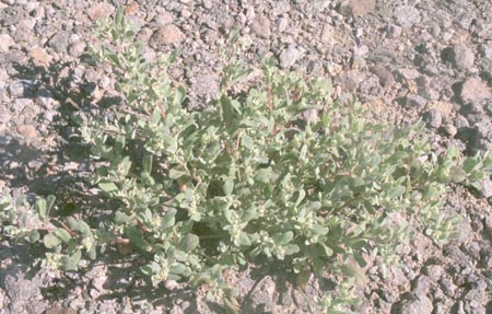  Atriplex pacifica