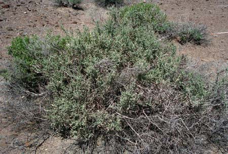  Atriplex polycarpa