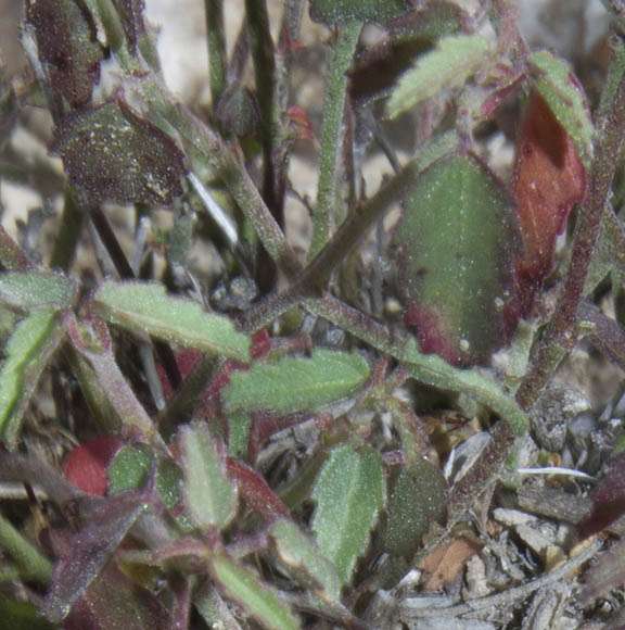  Ayenia filiformis 