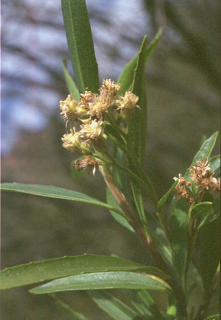  Baccharis salicifolia 