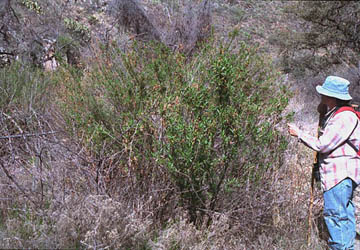  Baccharis salicifolia 