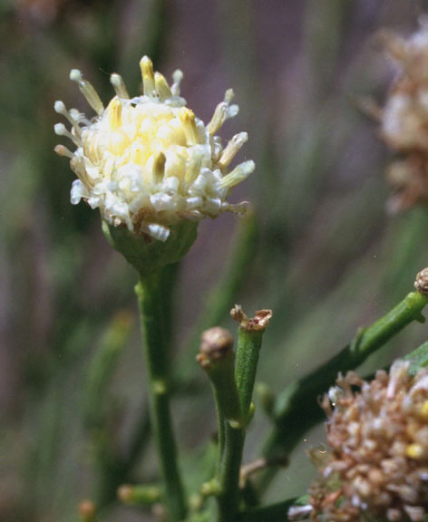  Baccharis sarothroides