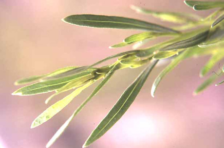  Baccharis sarothroides