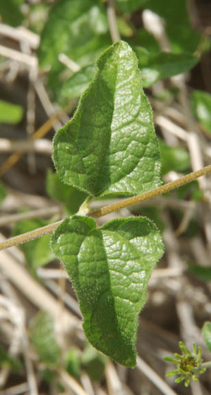  Bahiopsis parishii