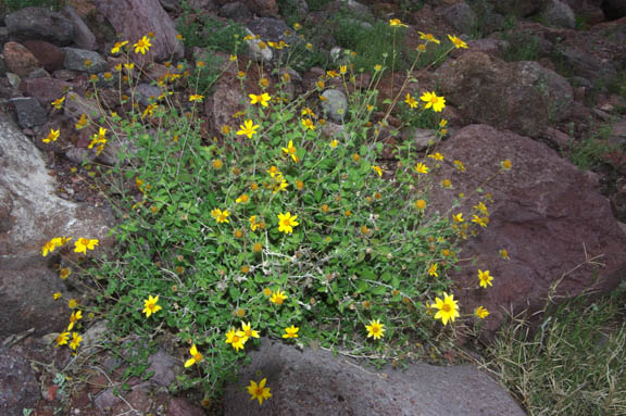  Bahiopsis parishii