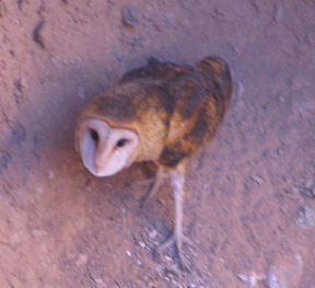  Barn owl