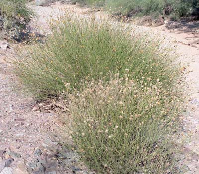  Bebbia juncea var. aspera