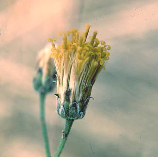  Bebbia juncea var. aspera