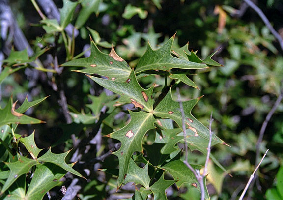  Berberis harrisoniana