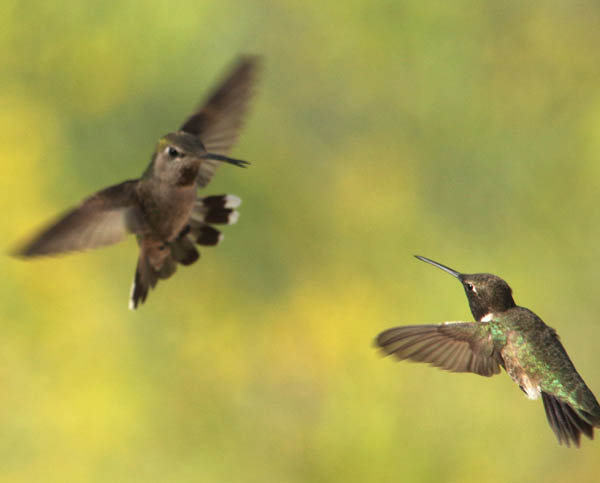  Black-chinned hummingbird (male)