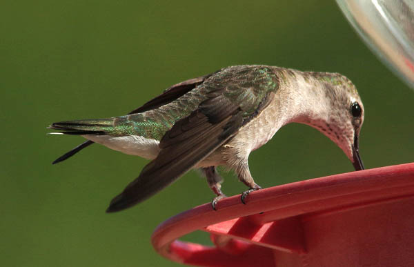  Black-chinned hummingbird (female)