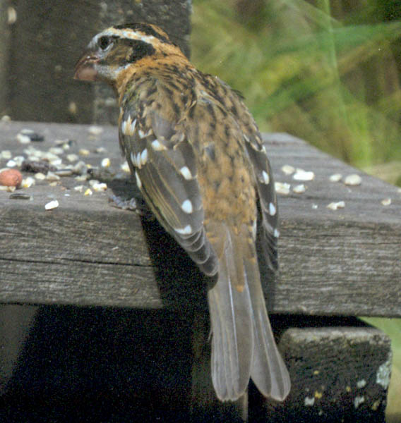  Black-headed grosbeak (female)