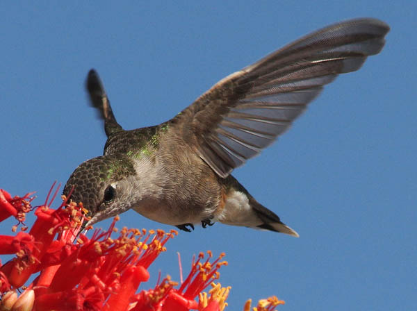  Black-chinned hummingbird (female)