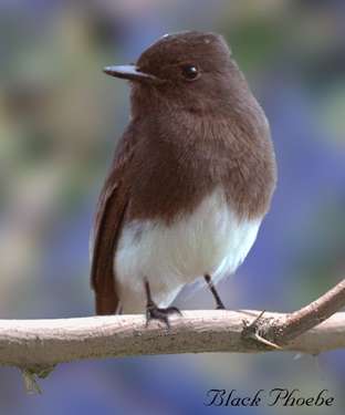  Black phoebe