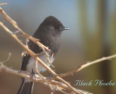  Black phoebe