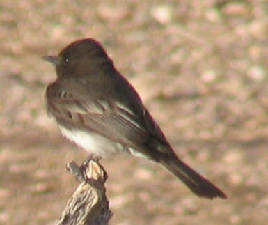  Black phoebe