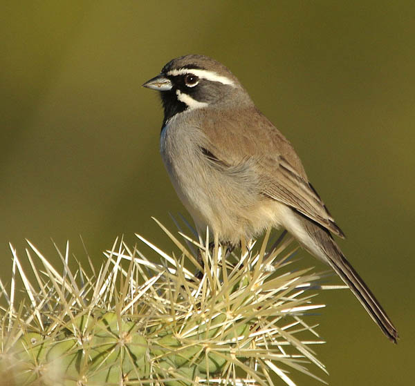  Black-throated sparrow