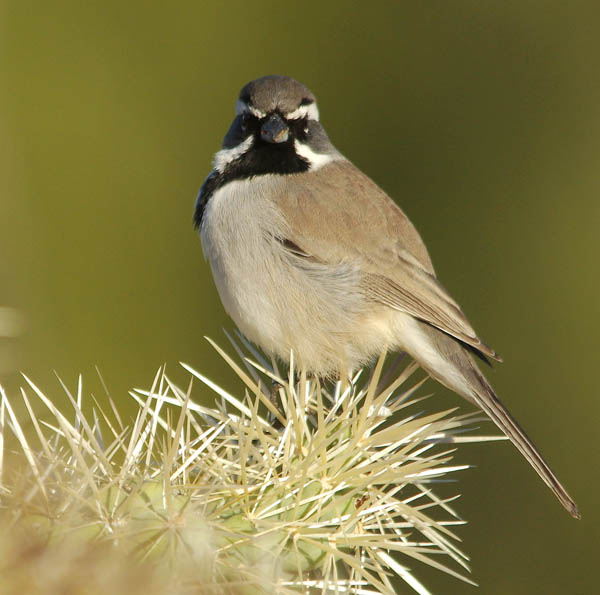  Black-throated sparrow