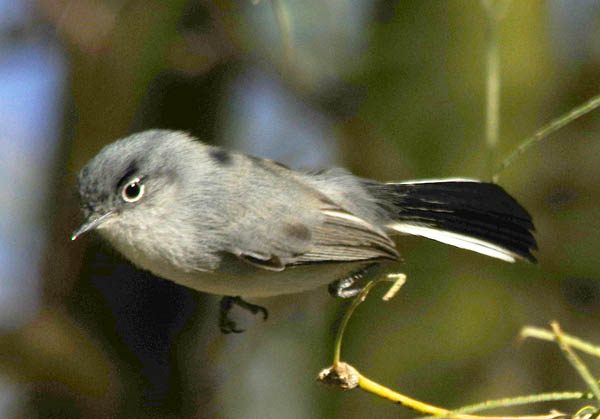  Black-tailed gnatcatcher