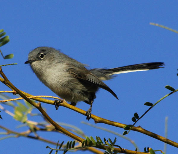  Black-tailed gnatcatcher