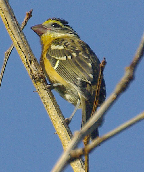  Black-headed grosbeak (female)