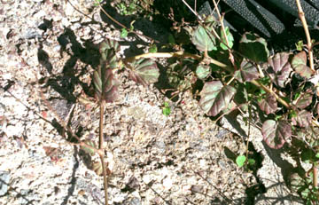  Boerhavia coccinea