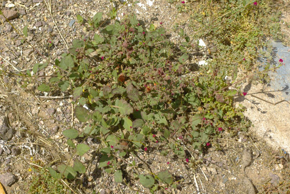  Boerhavia coccinea