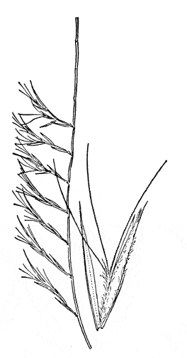  Bouteloua aristidoides