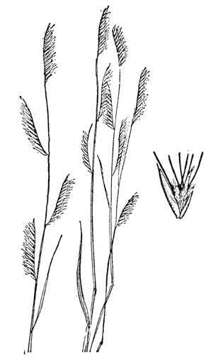  Bouteloua barbata v.barbata