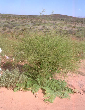  Brassica tournefortii