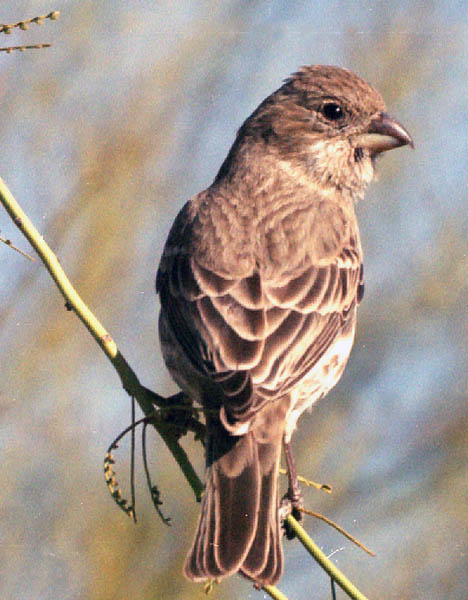  Brewer's sparrow