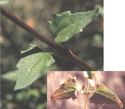  Brickellia coulteri A. Gray var. coulteri