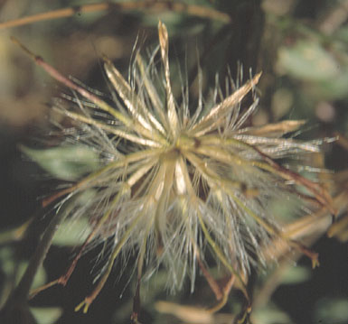  Brickellia coulteri A. Gray var. coulteri