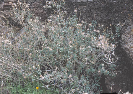  Brickellia coulteri A. Gray var. coulteri