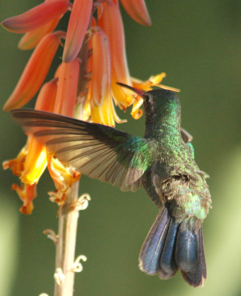  Broad-billed hummingbird (male)