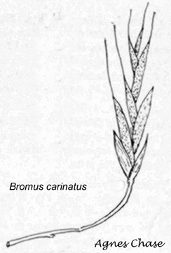  Bromus arizonicus (Shear) Stebbins 