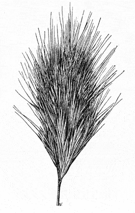  Bromus rubens Linnaeus