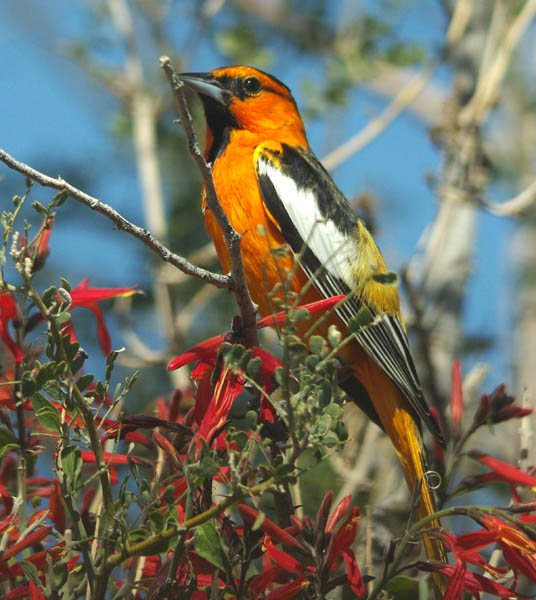  Bullock's oriole (male)