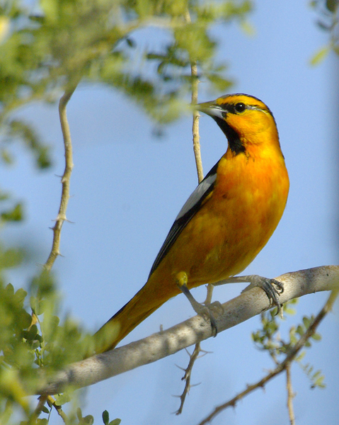  Bullock's oriole (male)