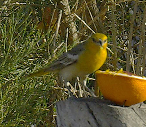  Bullock's oriole (female)