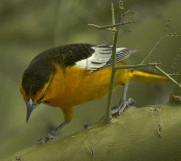  Bullock's oriole (male)