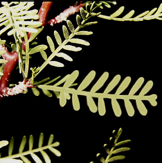  Bursera microphylla