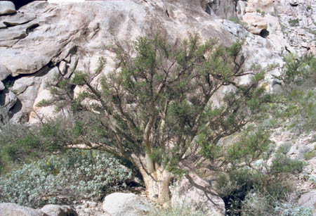  Bursera microphylla