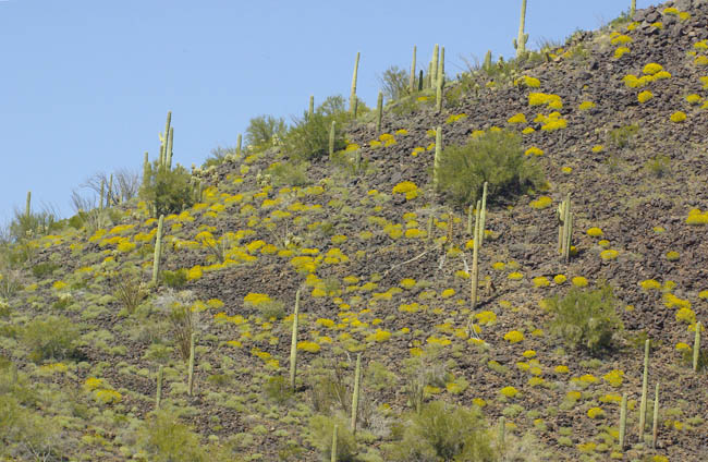 Burro Gap and brittlebush