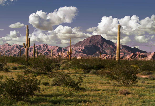 Cabeza Prieta peak