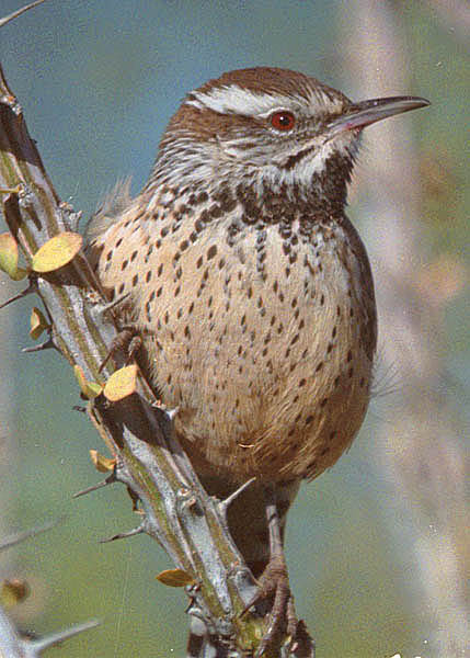  Cactus wren