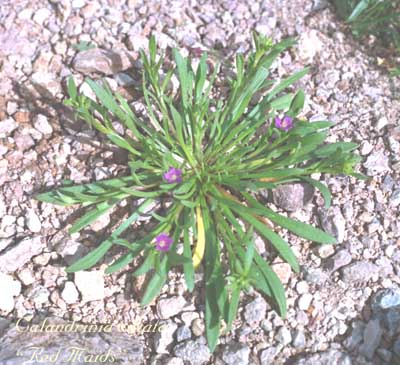  Calandrinia menziesii (Hooker) Torrey & A. Gray 