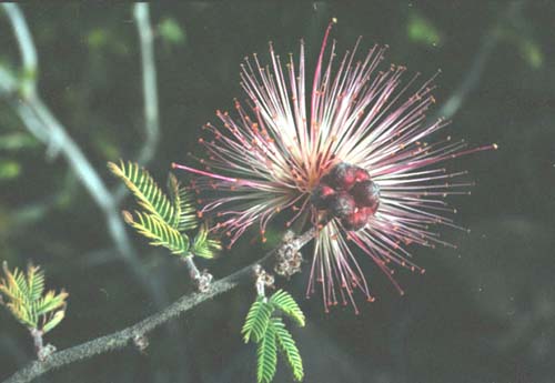  Calliandra eriophylla v.eriophylla